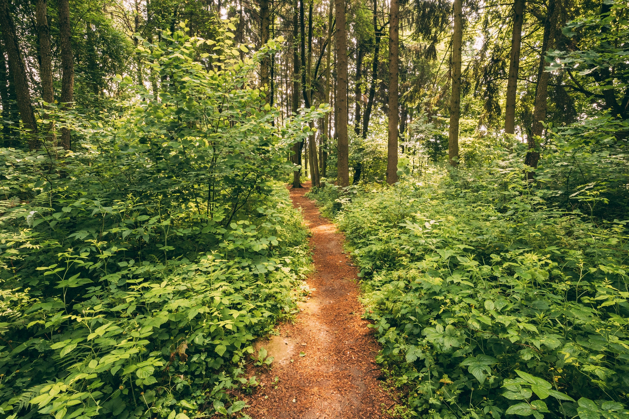 Beautiful Path Lane Walkway Way In Summer Forest. Healthy Walkin