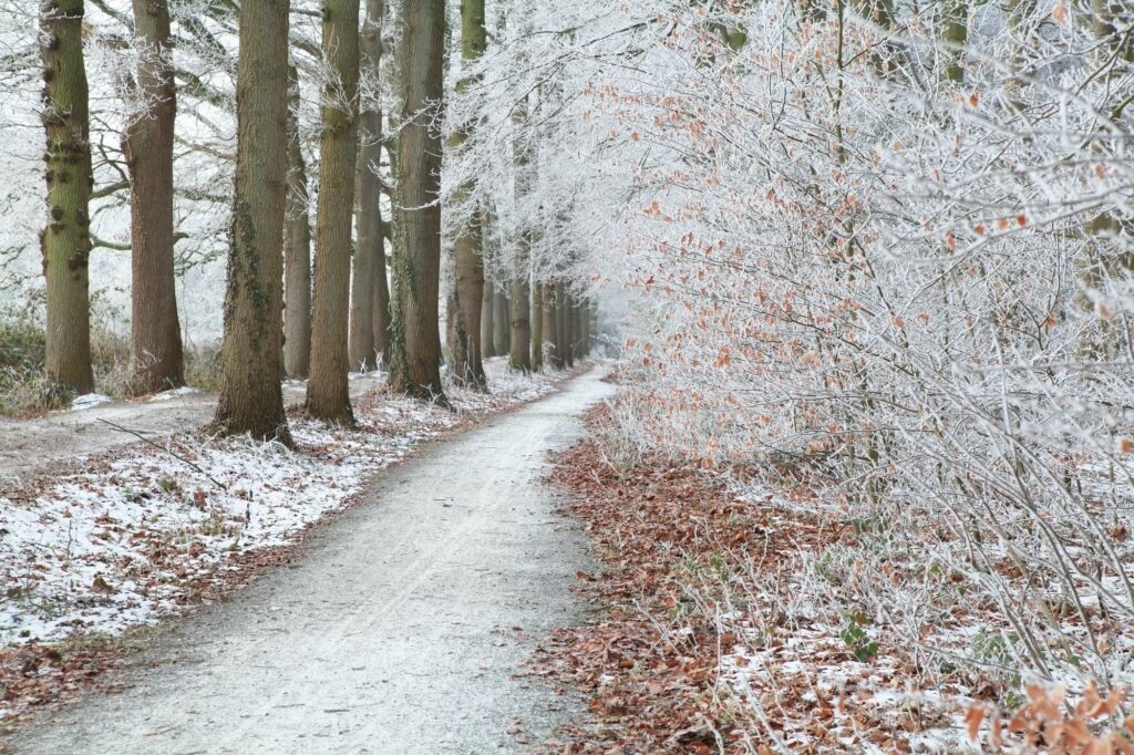 walk path in white frosty forest