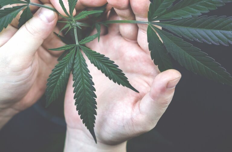 Inspecting a cannabis plant