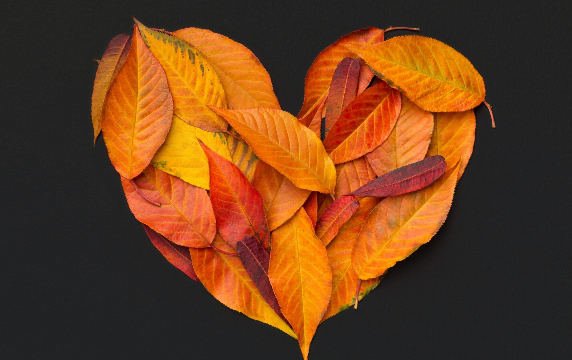Heart of fallen bright leaves on chalkboard background