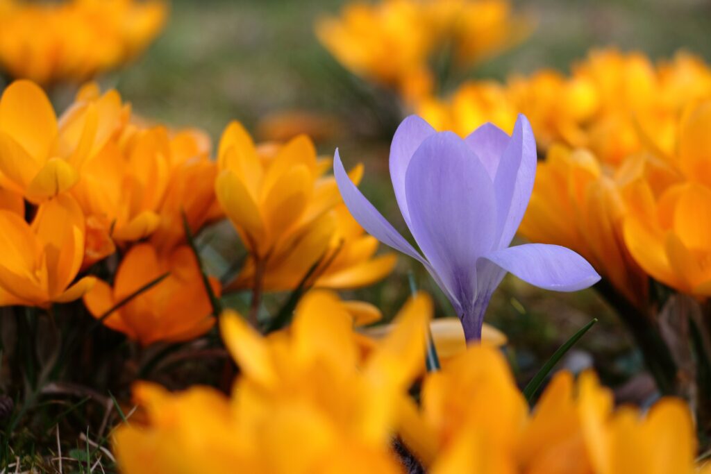 yellow flowers