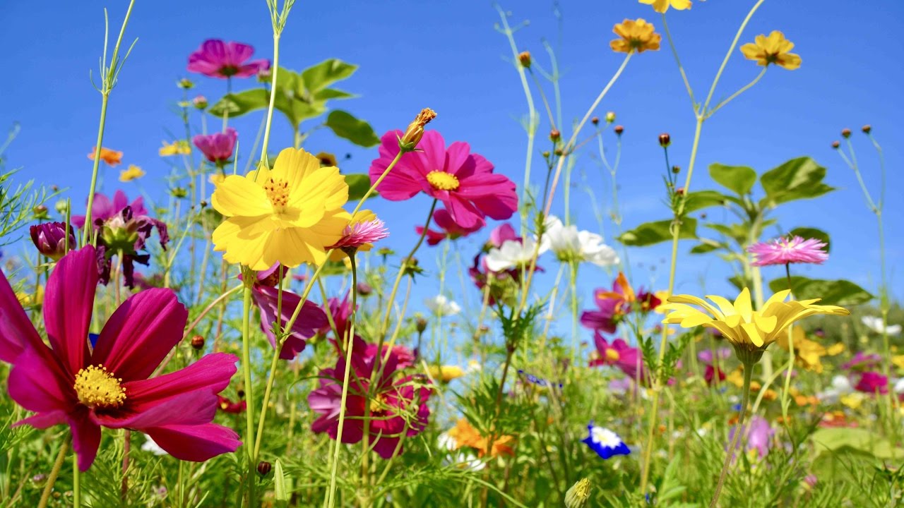 flower field