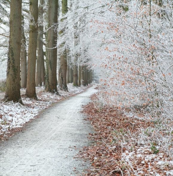 walk path in white frosty forest